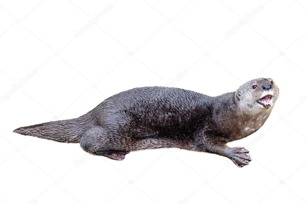 Otter with mouth open in happy smiling expression. Isolated on white. 