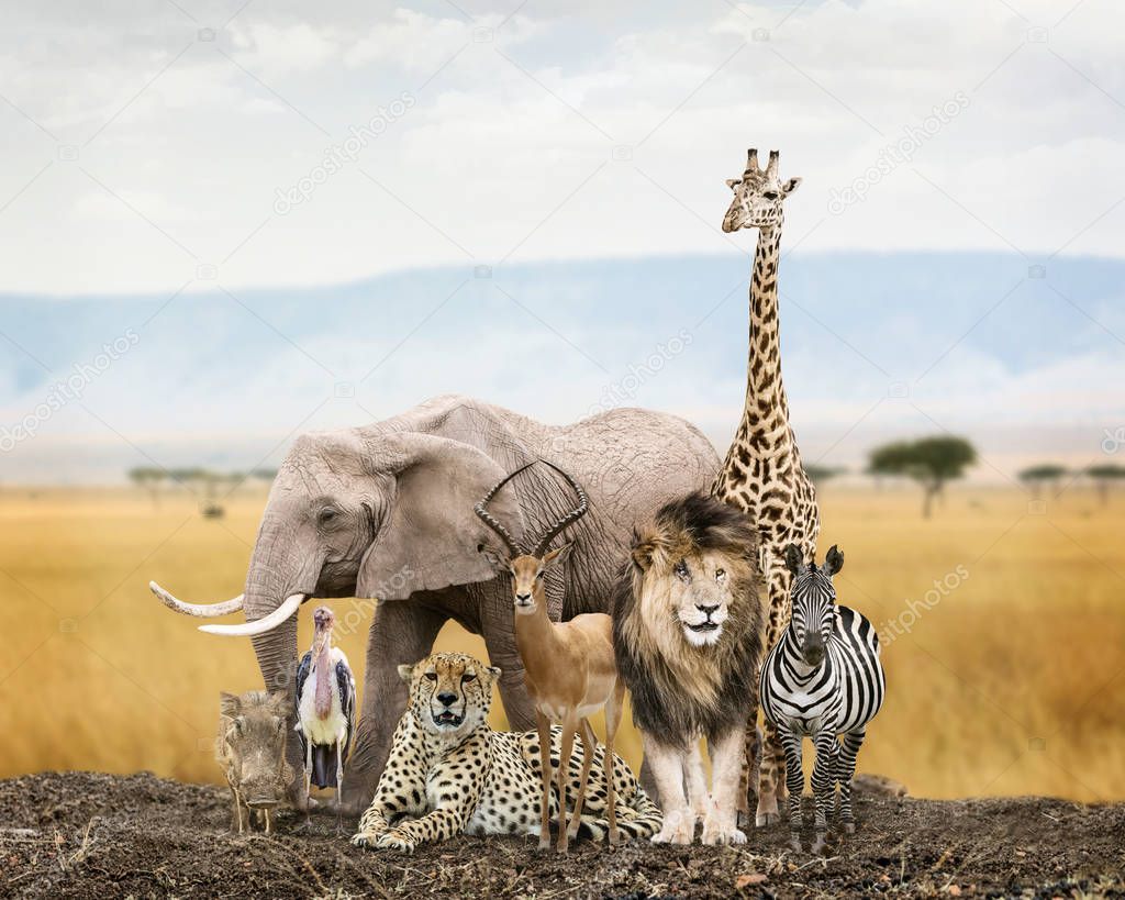 Large group of African safari wildlife animals together in Kenya grasslands