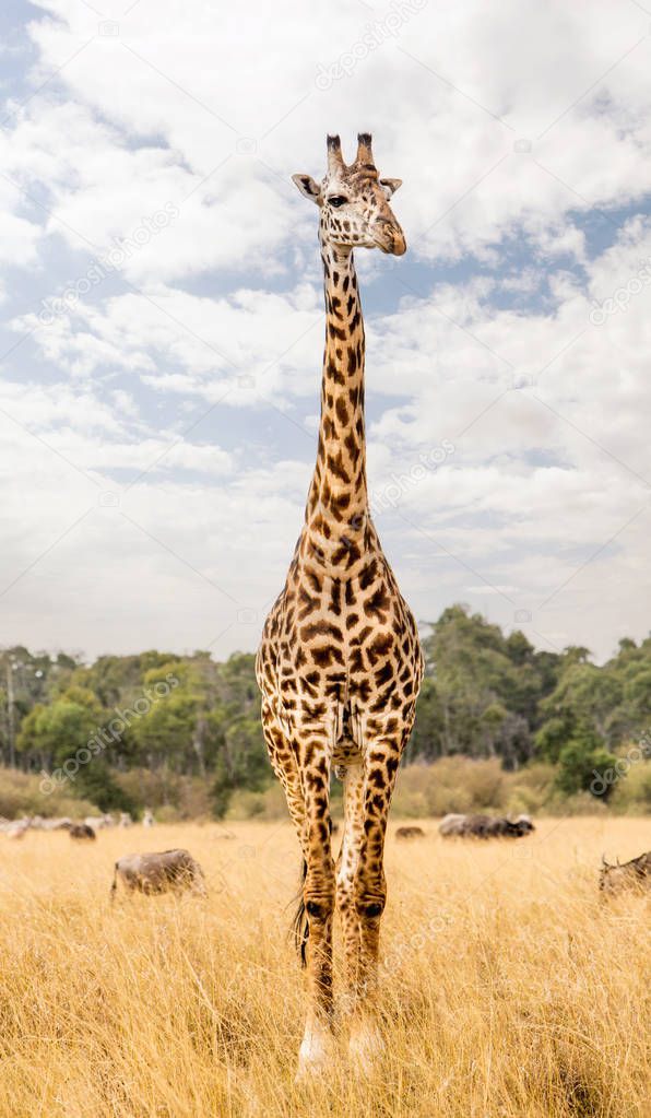 Single Masai giraffe standing tall in Kenya grassland field
