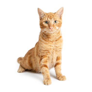 Şirin turuncu tekir kedi uzun beyaz zemin üzerine oturan