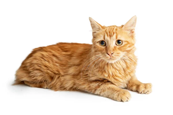 Cute Orange Tabby Cat Lying White Looking Forward — Stock Photo, Image