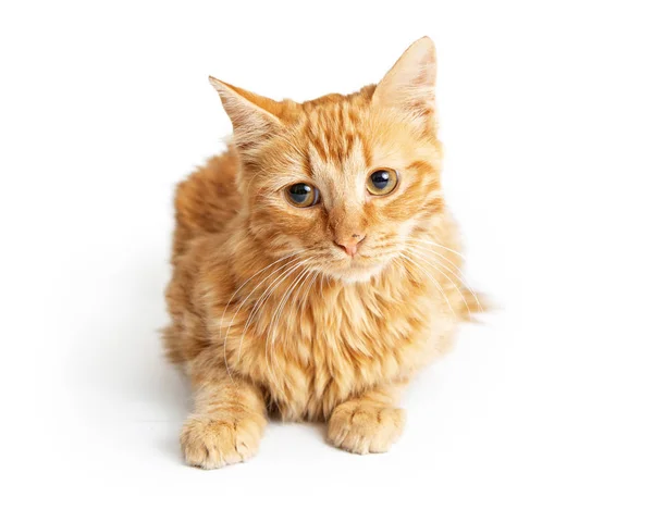 Carino Gatto Tabby Arancione Sdraiato Testa Inclinata Con Dolce Espressione — Foto Stock