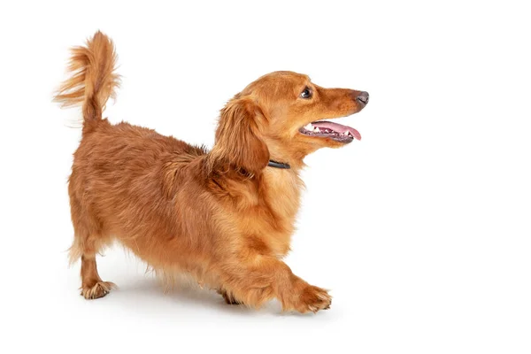 かわいい若い遊び心のある長髪ダックスフント犬の散歩ホワイト バック グラウンド上 — ストック写真