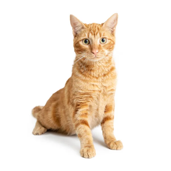 Cute Orange Tabby Cat Sitting Tall White Background — Stock Photo, Image