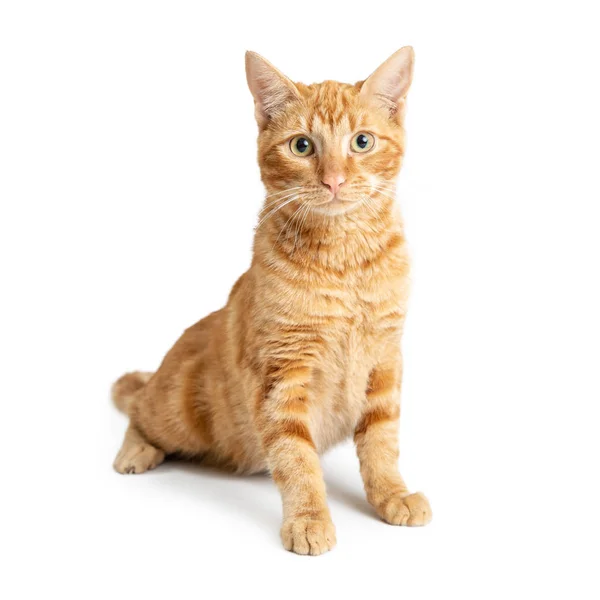 Lindo Gato Naranja Tabby Sentado Alto Sobre Fondo Blanco — Foto de Stock