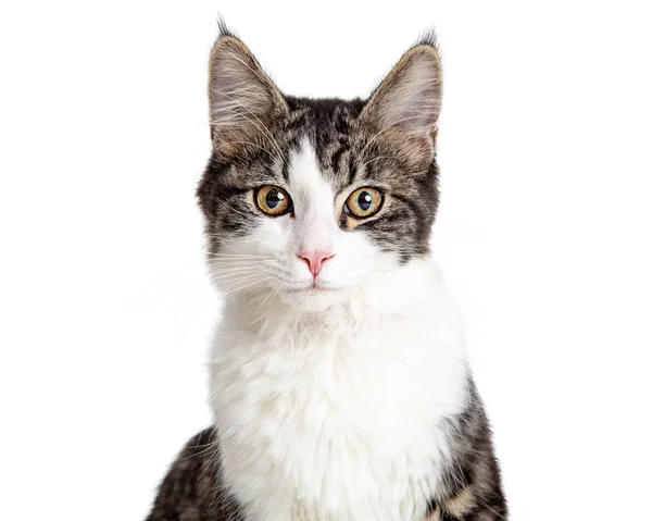 Nahaufnahme Porträt Hübsche Junge Gestromte Und Weiße Katze Isoliert Auf — Stockfoto