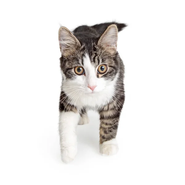 Tabby White Cat Walking Forward Looking Camera — Stock Photo, Image