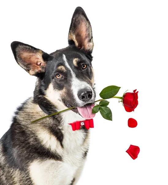 Cão Grande Bonito Segurando Dia Dos Namorados Único Vermelho Aumentou — Fotografia de Stock