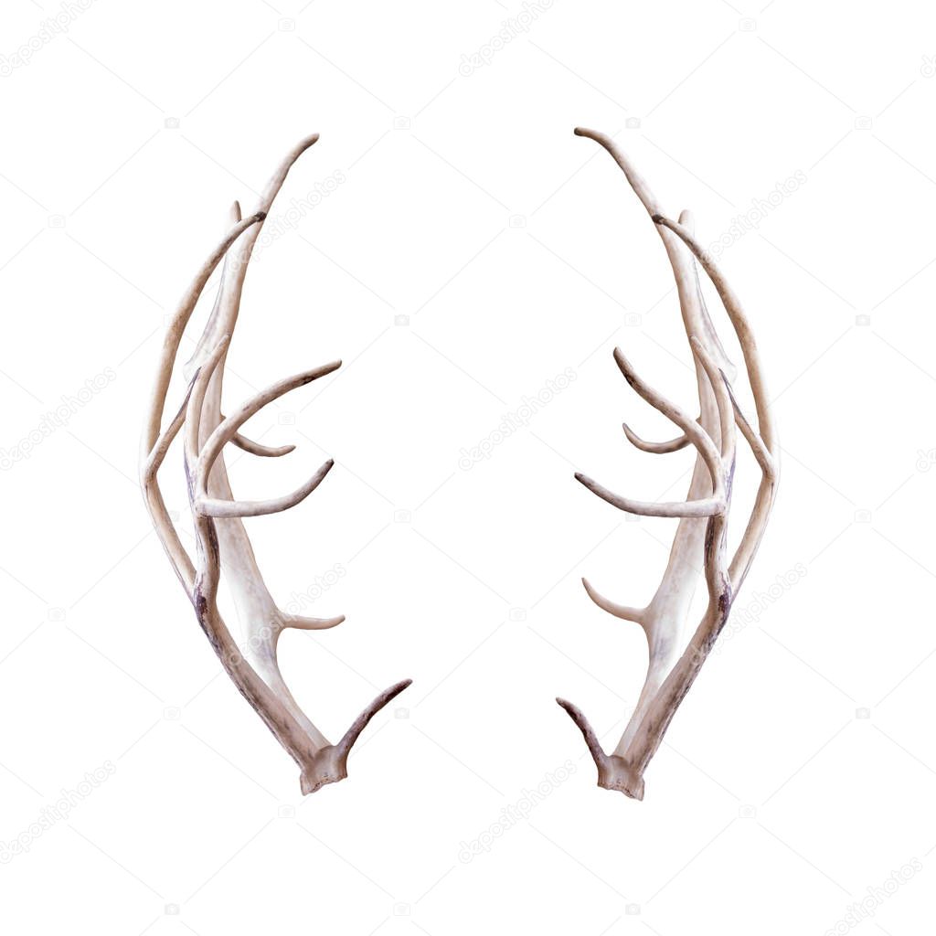 Photograph of pair of reindeer antlers extracted and isolated on white for compositing