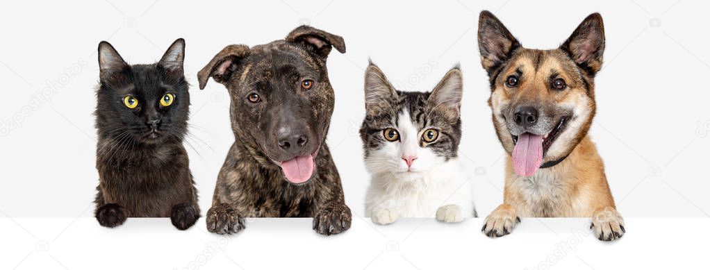 Row of dogs and cats hanging paws over blank white web banner or social media header