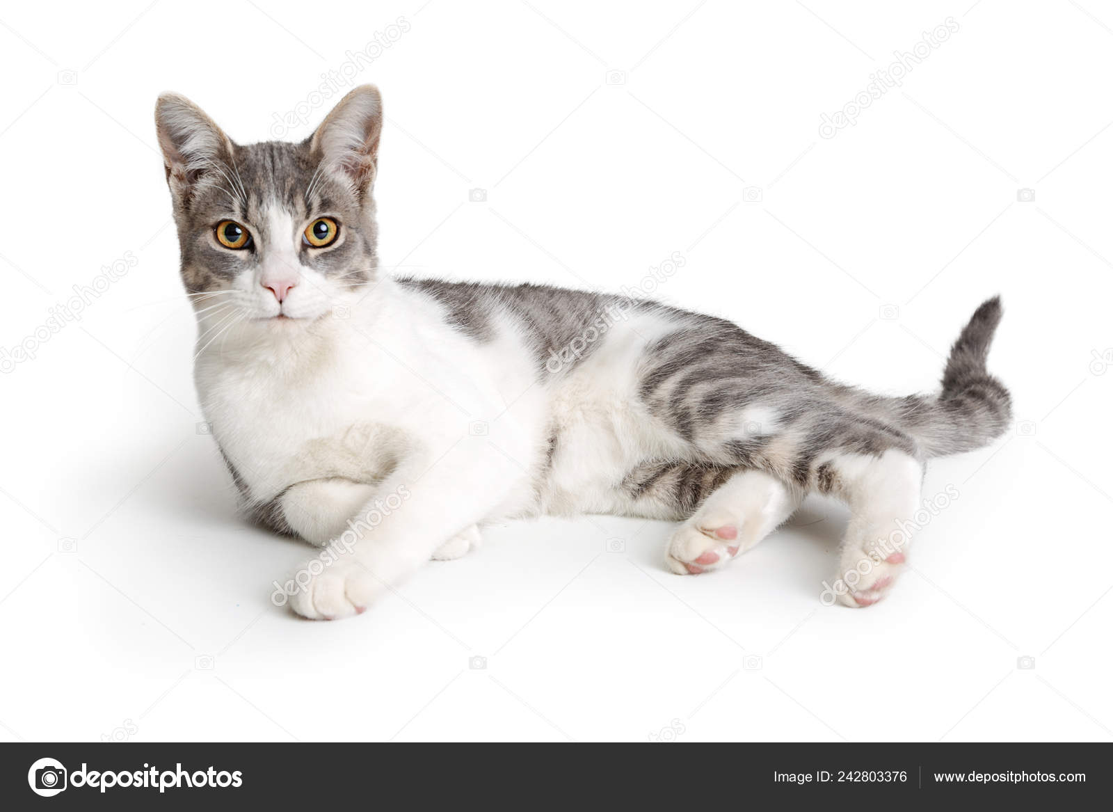 grey and white shorthair cat