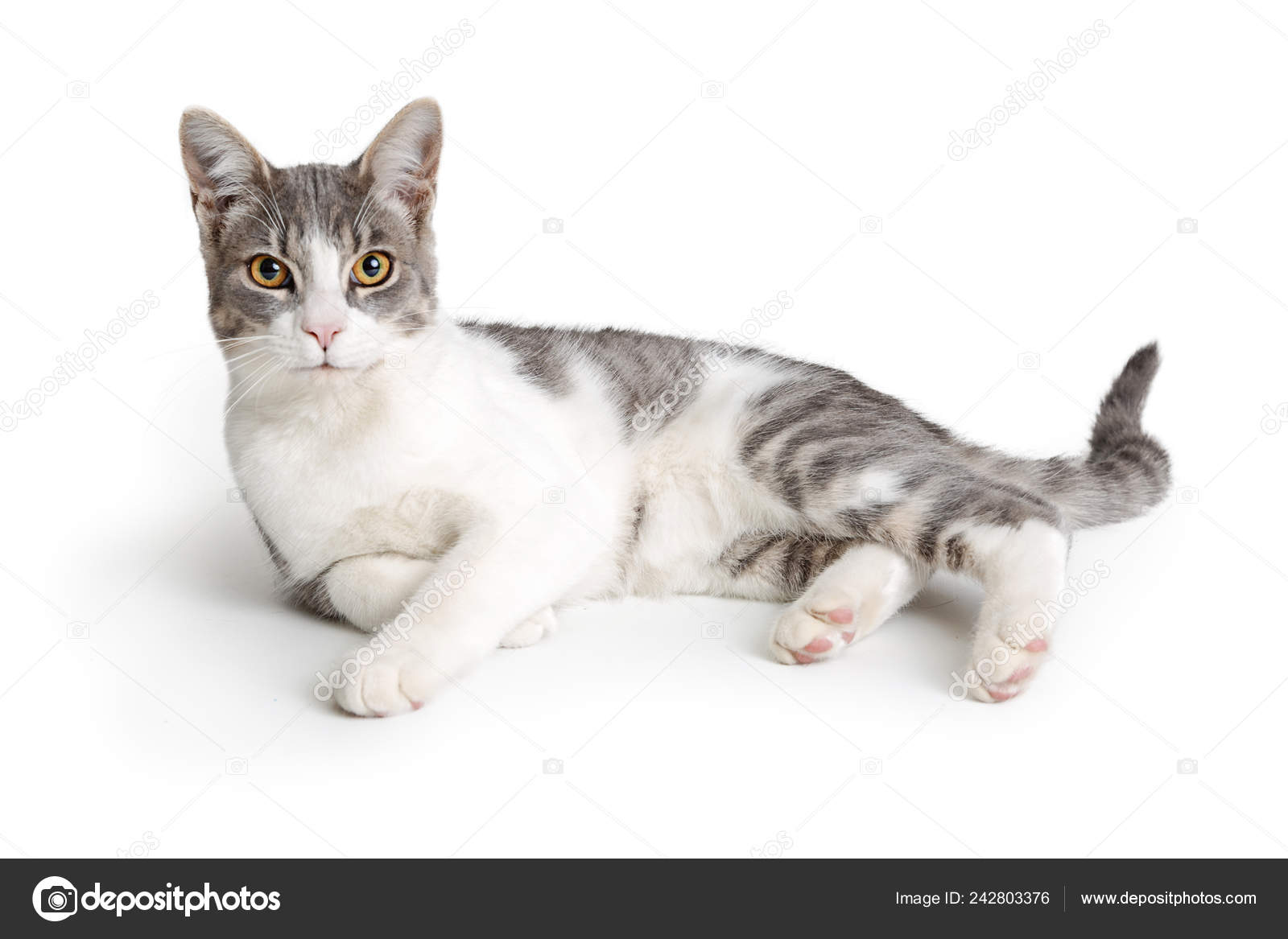 gray and white domestic shorthair