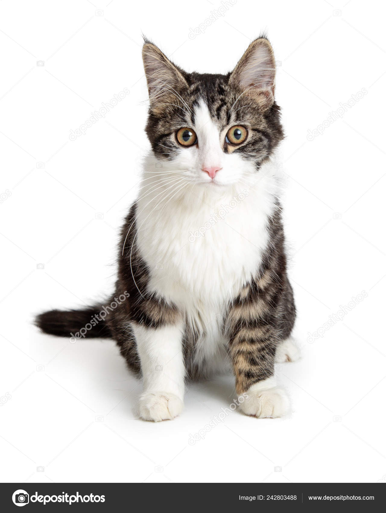 Domestic Medium Hair Tabby White Cat Sitting White Background Looking Stock  Photo by ©adogslifephoto 242803488