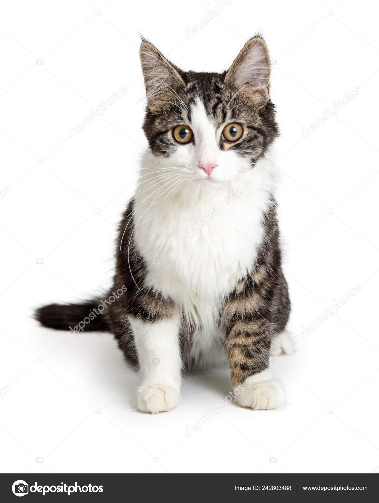 Domestic Medium Hair Tabby White Cat Sitting White Background