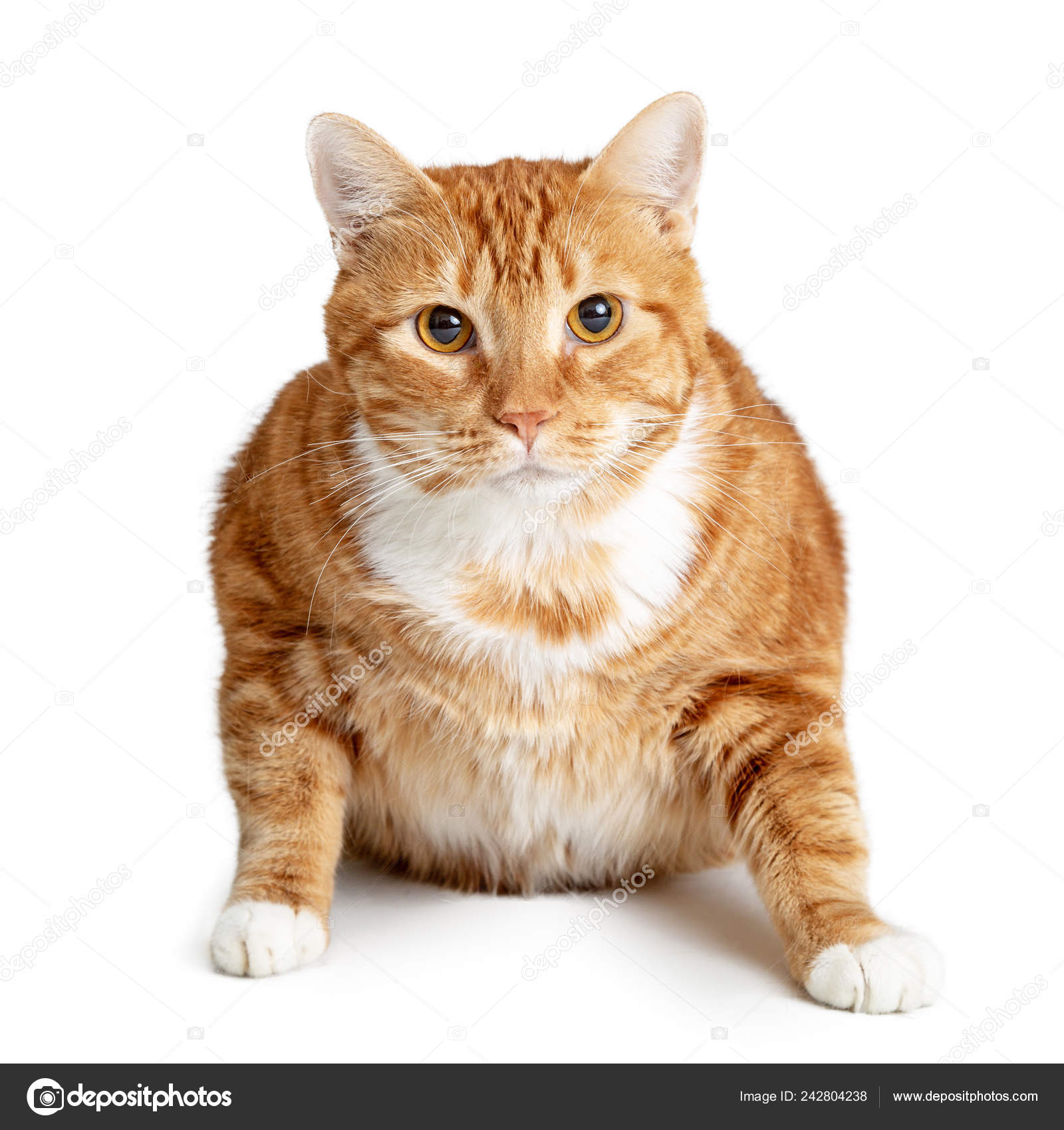 fat orange tabby cat