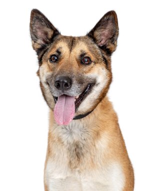 Closeup mutlu gülümseyen çoban karışık doğurmak köpek dilini çıkarmış. Beyaz izole.