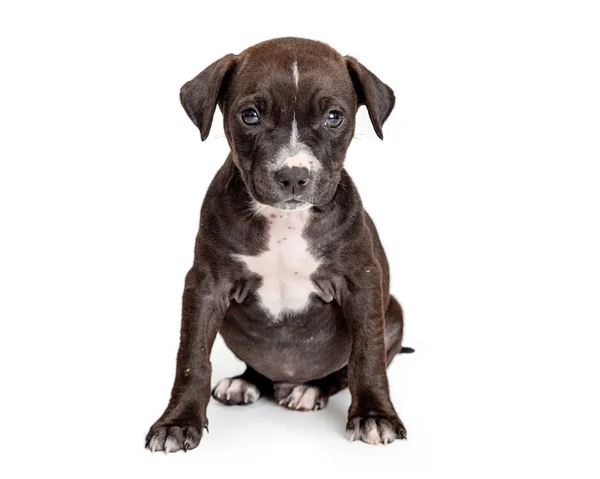 Schattig Zwarte Terriër Crrossbreed Puppy Vergadering Kijkt Uit Camera — Stockfoto