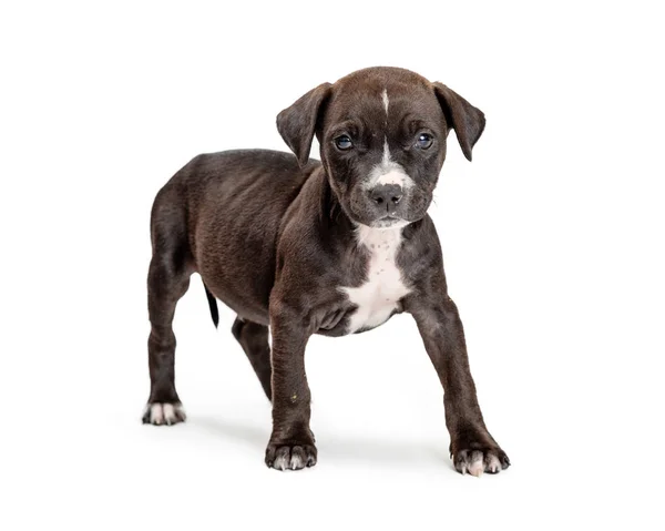 Schattige Jonge Zwarte Terriër Pup Hond Staande Witte Achtergrond Verheugen — Stockfoto