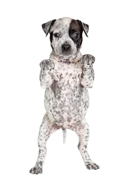 可爱的斑点小狗站起来 用爪子乞讨 把你的产品或签署下 — 图库照片