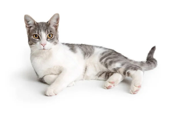 Kucing Domestik Dengan Bulu Putih Dan Garis Garis Abu Abu — Stok Foto