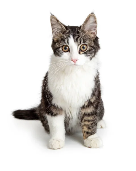 Domestic Medium Hair Tabby White Cat Sitting White Background Looking — Stock Photo, Image