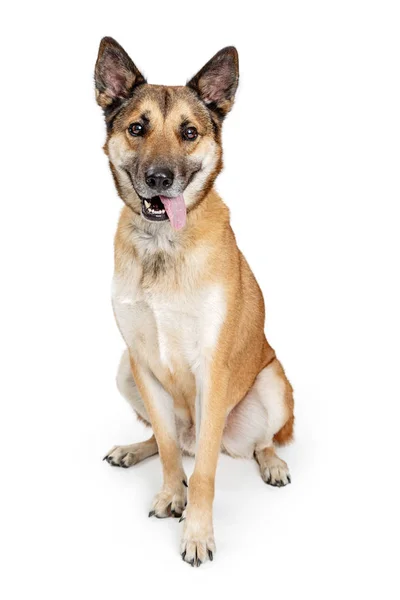 舌をだらりと辛抱強く座っているフレンドリーな混合大きなシェパード犬 — ストック写真