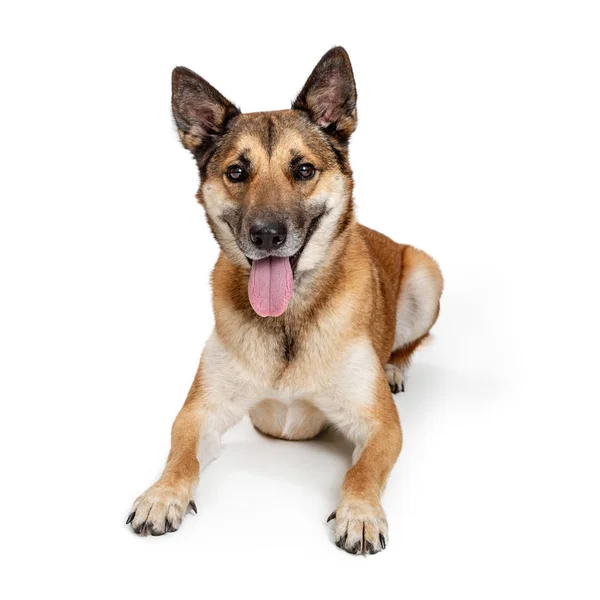 Feliz Pastor Alemão Mestiço Cão Que Coloca Fundo Branco Com — Fotografia de Stock