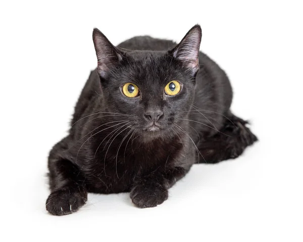 Pretty Adult Black Cat Laying White Background Looking Forward Camera — Stock Photo, Image