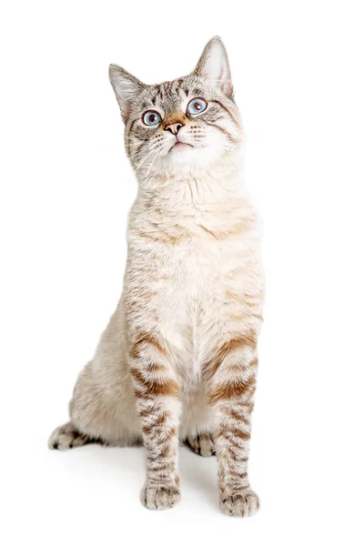 Pretty Adult Shorthair Cat White Fur Brown Stripes Sitting Tall — Stock Photo, Image