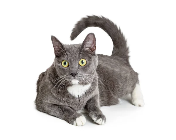 Pretty Grey Cat Big Green Eyes Lying White Background Tail — Stock Photo, Image