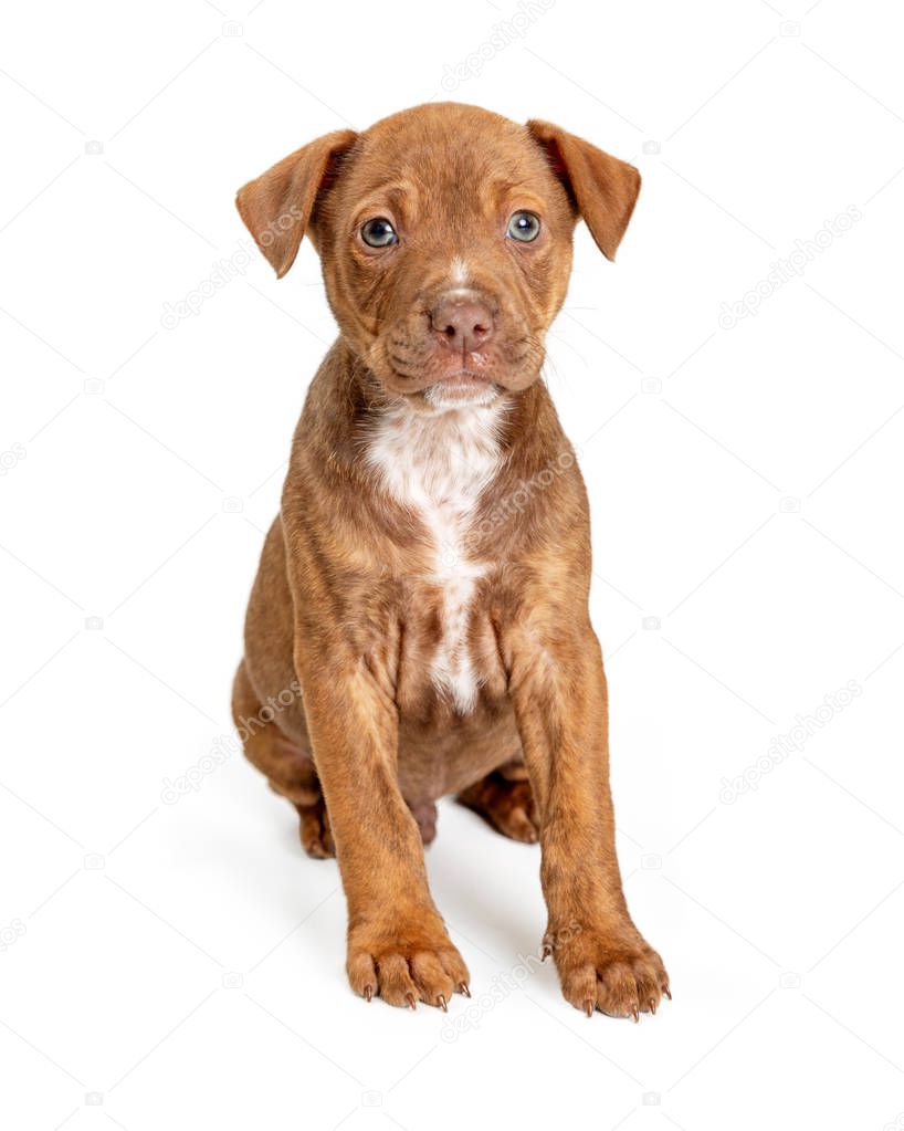 Cute young brown terrier crossbreed puppy sitting looking forward