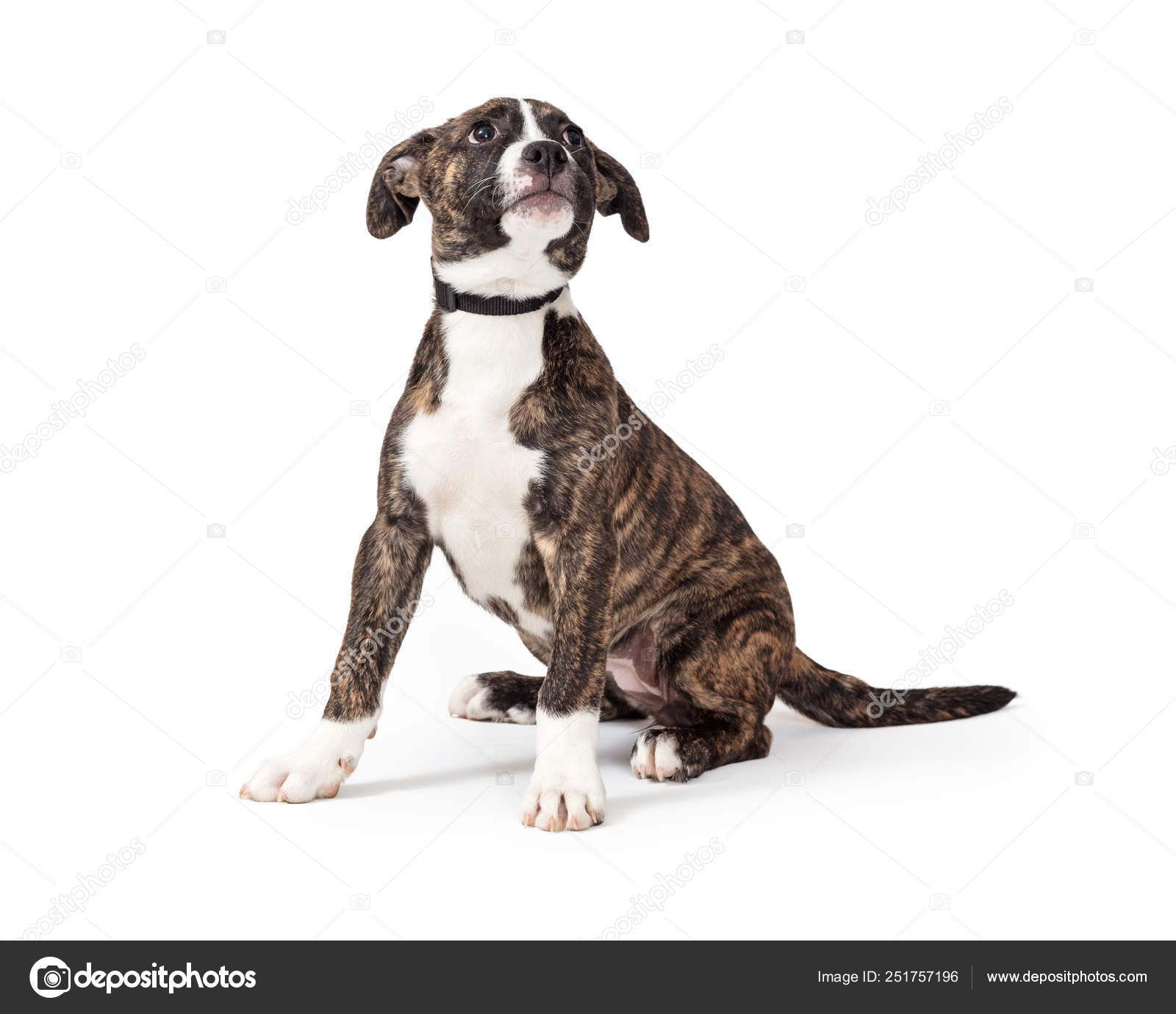 Brindle and White Pit Bull Puppy Dog Sitting — Stock Photo