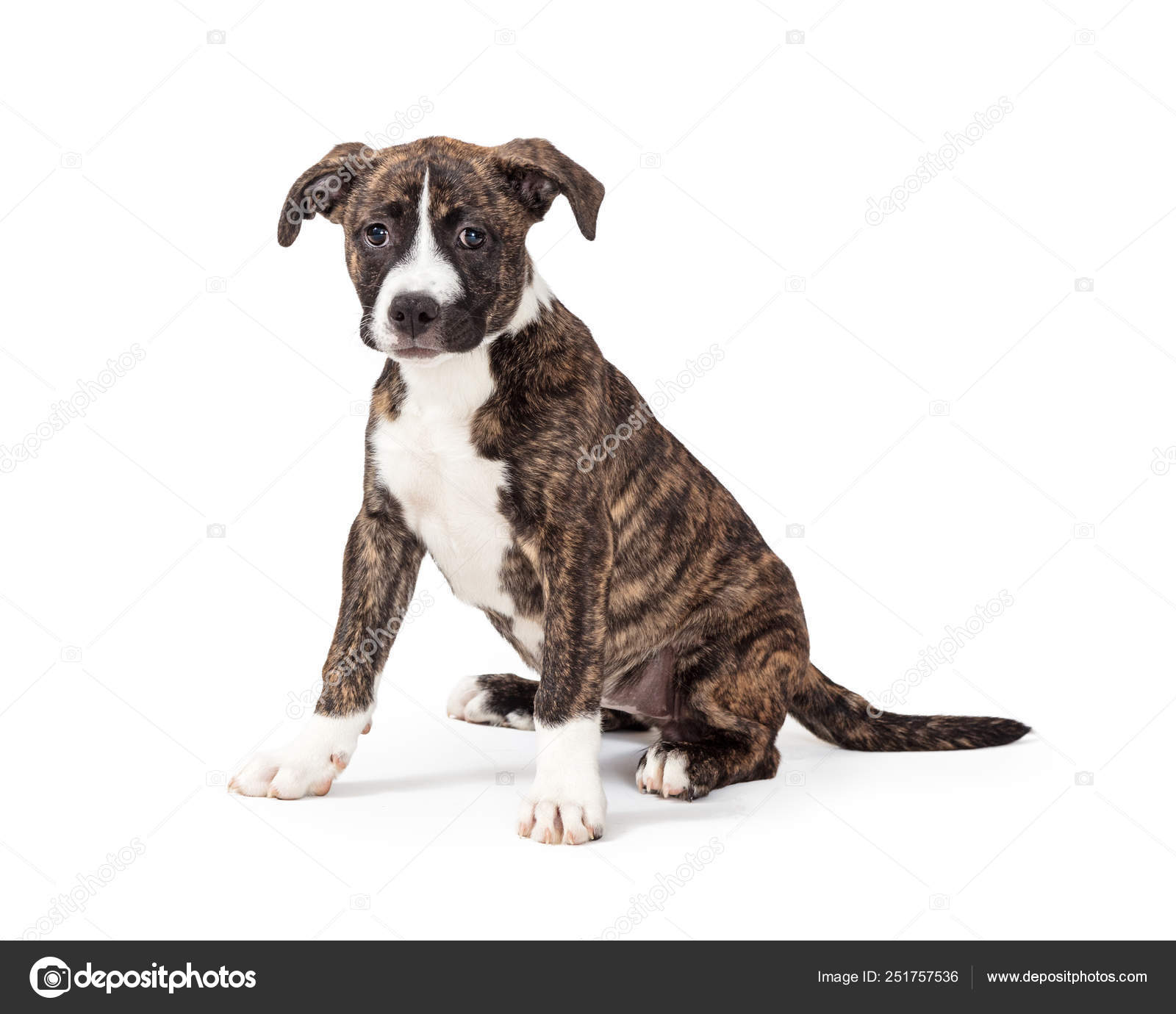 brindle pit mix puppy