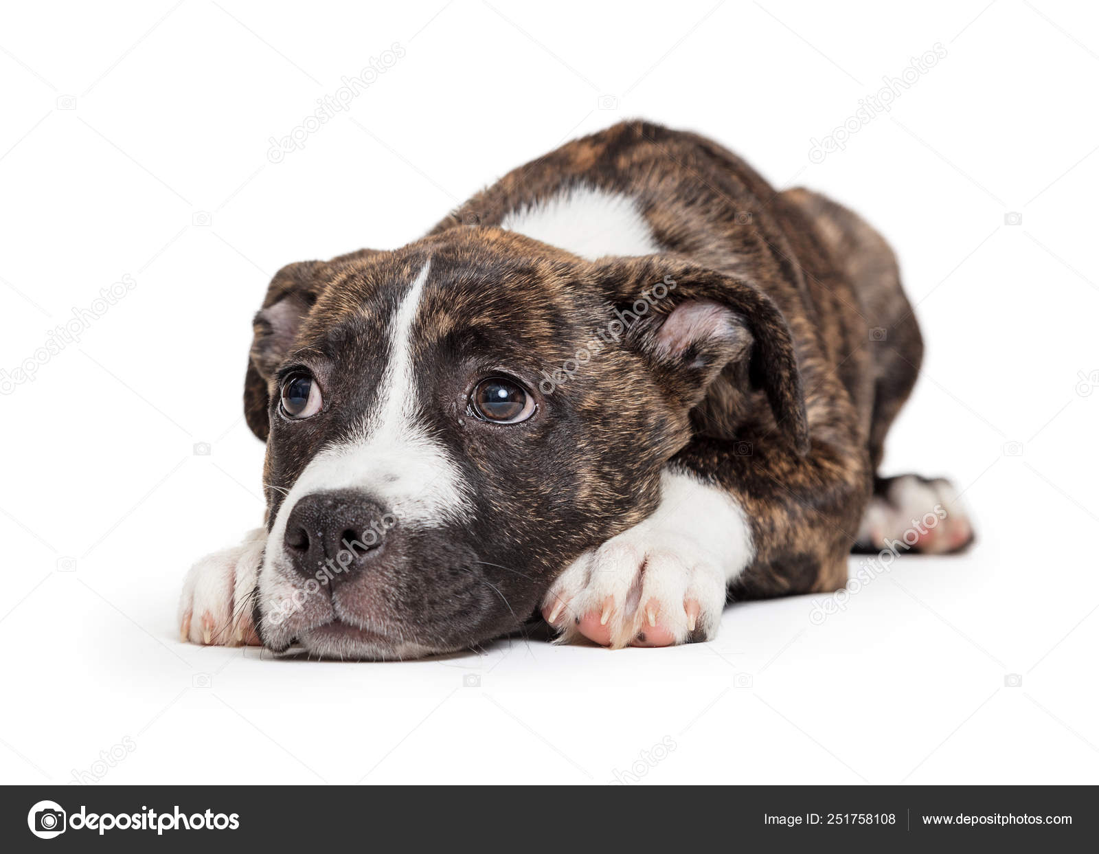 Brindle Pit Bull Filhote de cachorro deitado sobre branco fotos, imagens de  © adogslifephoto #251758108