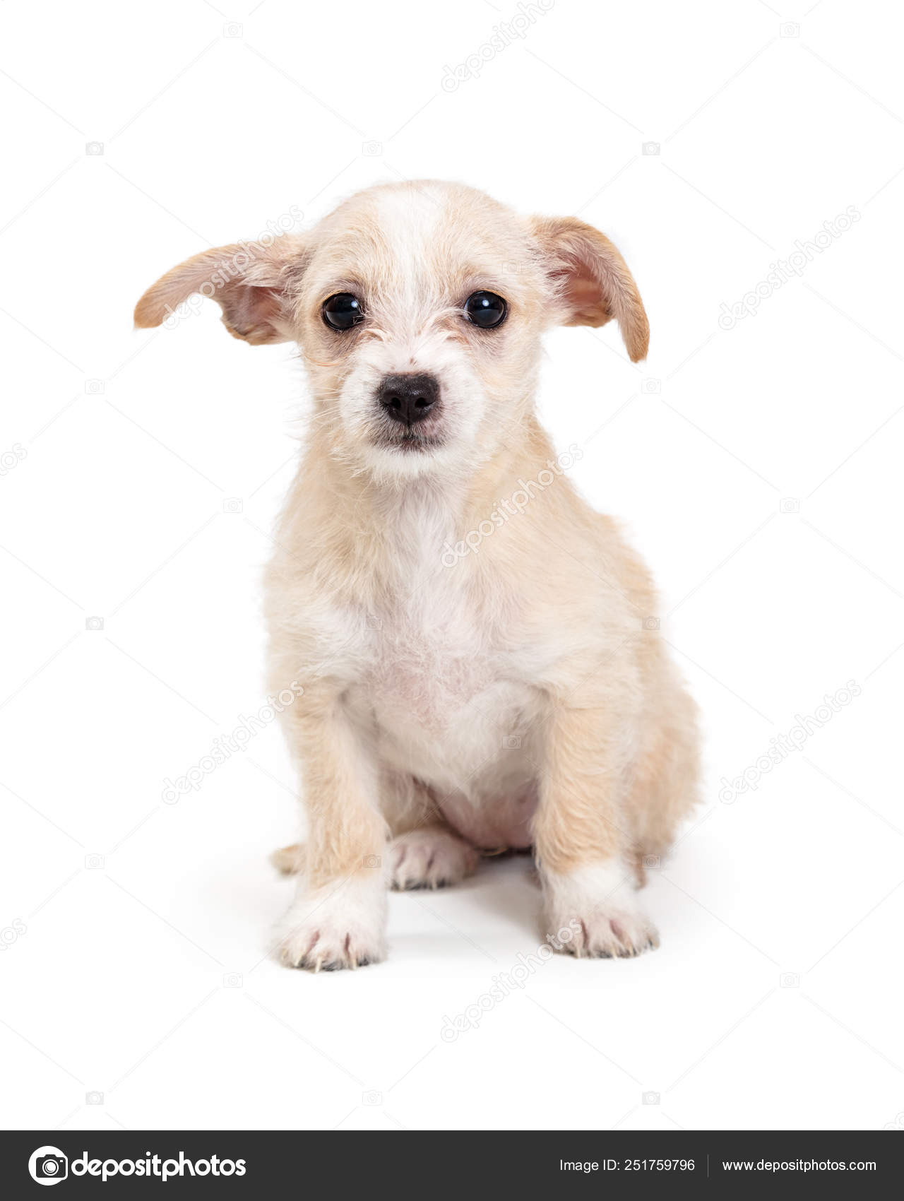 可爱的小毛茸茸的毛毛虫小狗坐——图库图片© adogslifephoto #251759796, image size:1280x1700