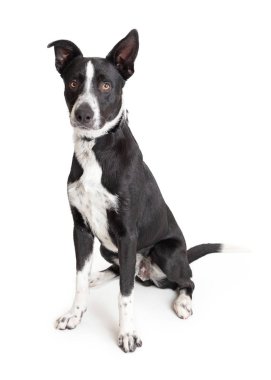 Kenar kömür ocağı azman siyah ve beyaz köpek oturma