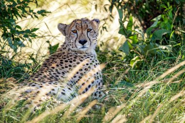 Cheetah Kenya Afrika'daki çim