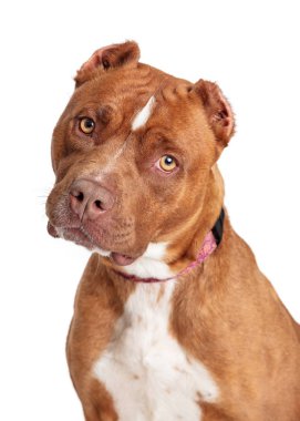 Tatlı güzel kahverengi Staffordshire Terrier köpek