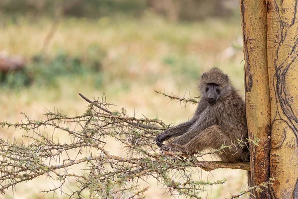 Babuíno sentado na árvore olhando para a câmera — Fotografia de Stock