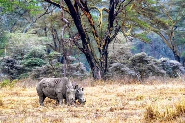 Baby och förälder White Rhino i Lake Nakuru — Stockfoto