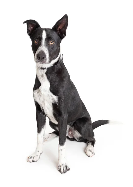 Border Collie Mischling schwarz und weiß Hund sitzend — Stockfoto
