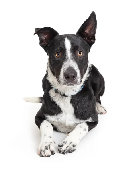 Frontera Collie Crossbreed perro acostado en blanco —  Fotos de Stock