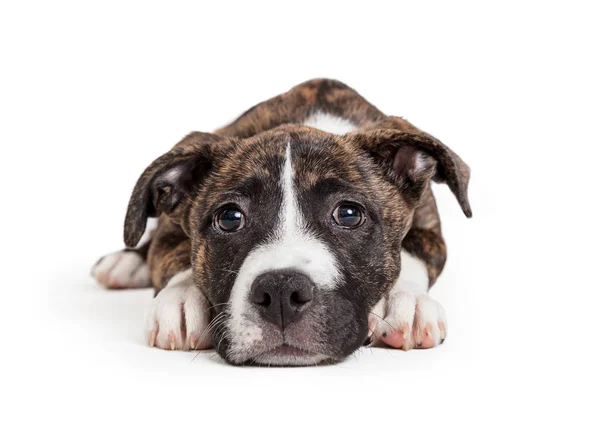 Brindle pit bull kreuzen Welpen liegend und schauend — Stockfoto