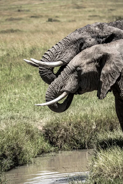 Gros plan Deux éléphants d'Afrique Boire — Photo