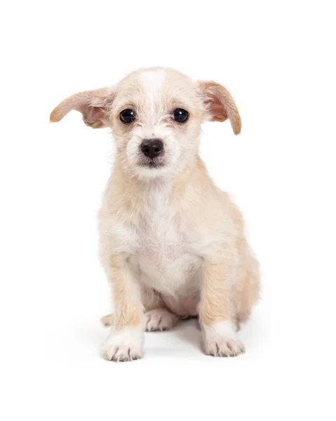 Lindo poco desaliñado terrier cachorro sentado —  Fotos de Stock