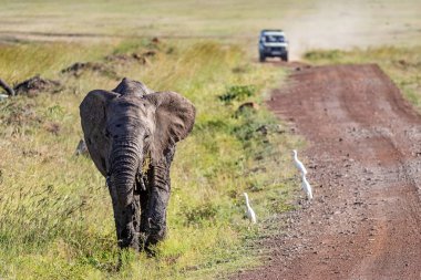 Fil buzağı ile Safari Vehiclee yolun tarafında