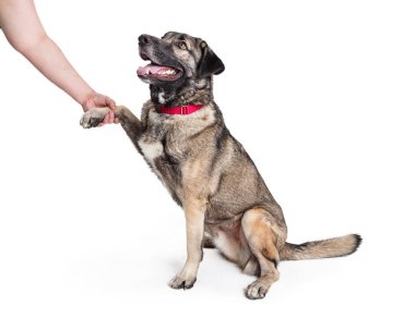 Karışık el sallayarak büyük doğurmak köpek Dostu