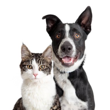 Mutlu kenar kömür ocağı köpek ve tekir kedi birlikte portre