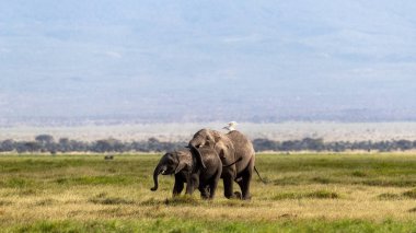 Amboseli anne ve bebek Afrika fili