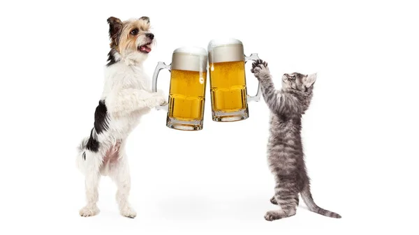 Рейтинг Dog and Cat с пивом Cheer — стоковое фото